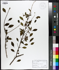 Ligustrum sinense image