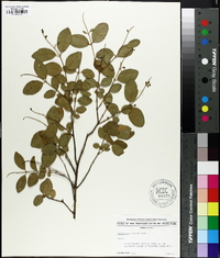 Ligustrum sinense image