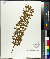 Ligustrum sinense image