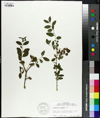 Ligustrum sinense image