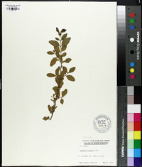 Ligustrum sinense image