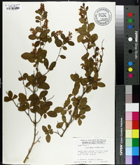 Ligustrum sinense image