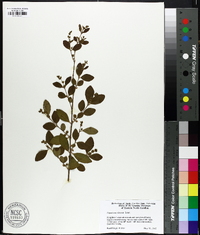 Ligustrum sinense image