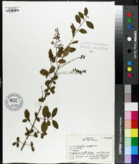 Ligustrum sinense image