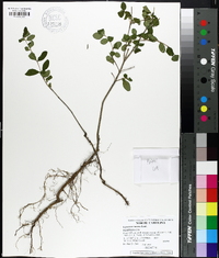 Ligustrum sinense image