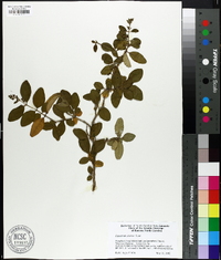 Ligustrum sinense image