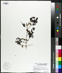 Ligustrum sinense image