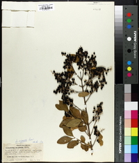 Ligustrum sinense image