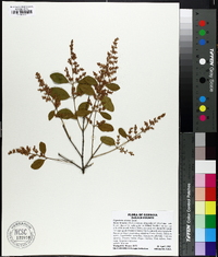 Ligustrum sinense image