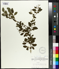 Ligustrum sinense image