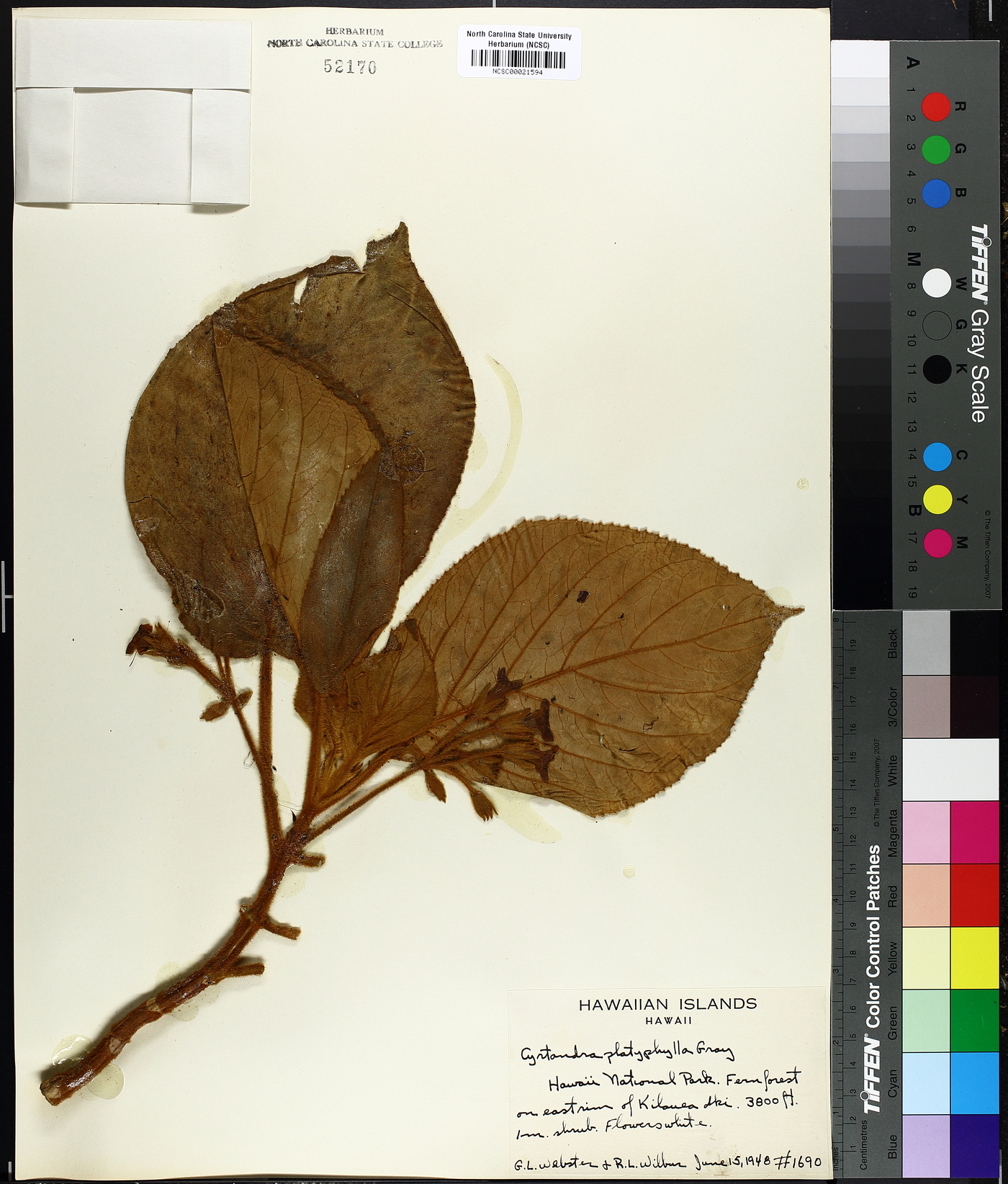 Cyrtandra platyphylla image
