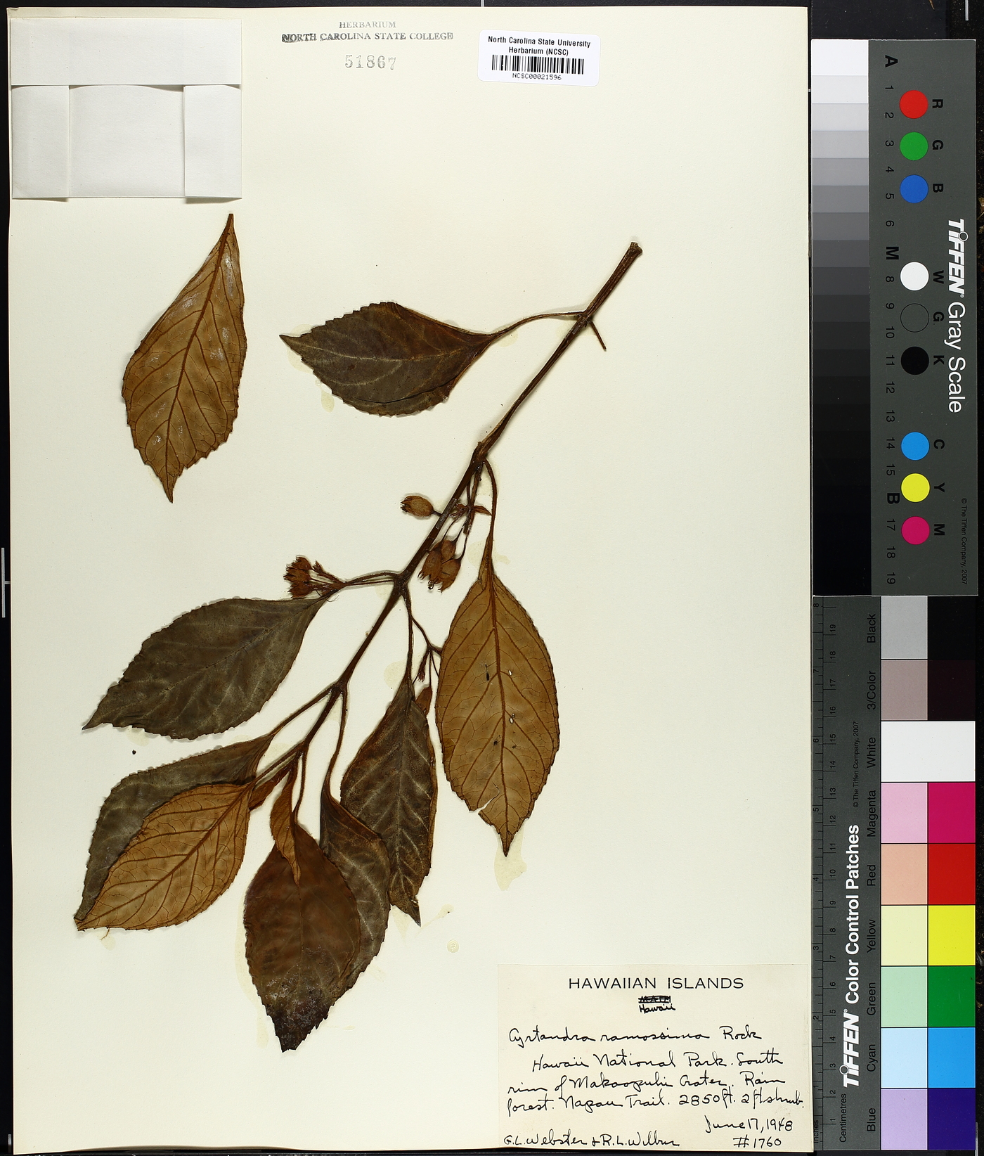 Cyrtandra x ramosissima image