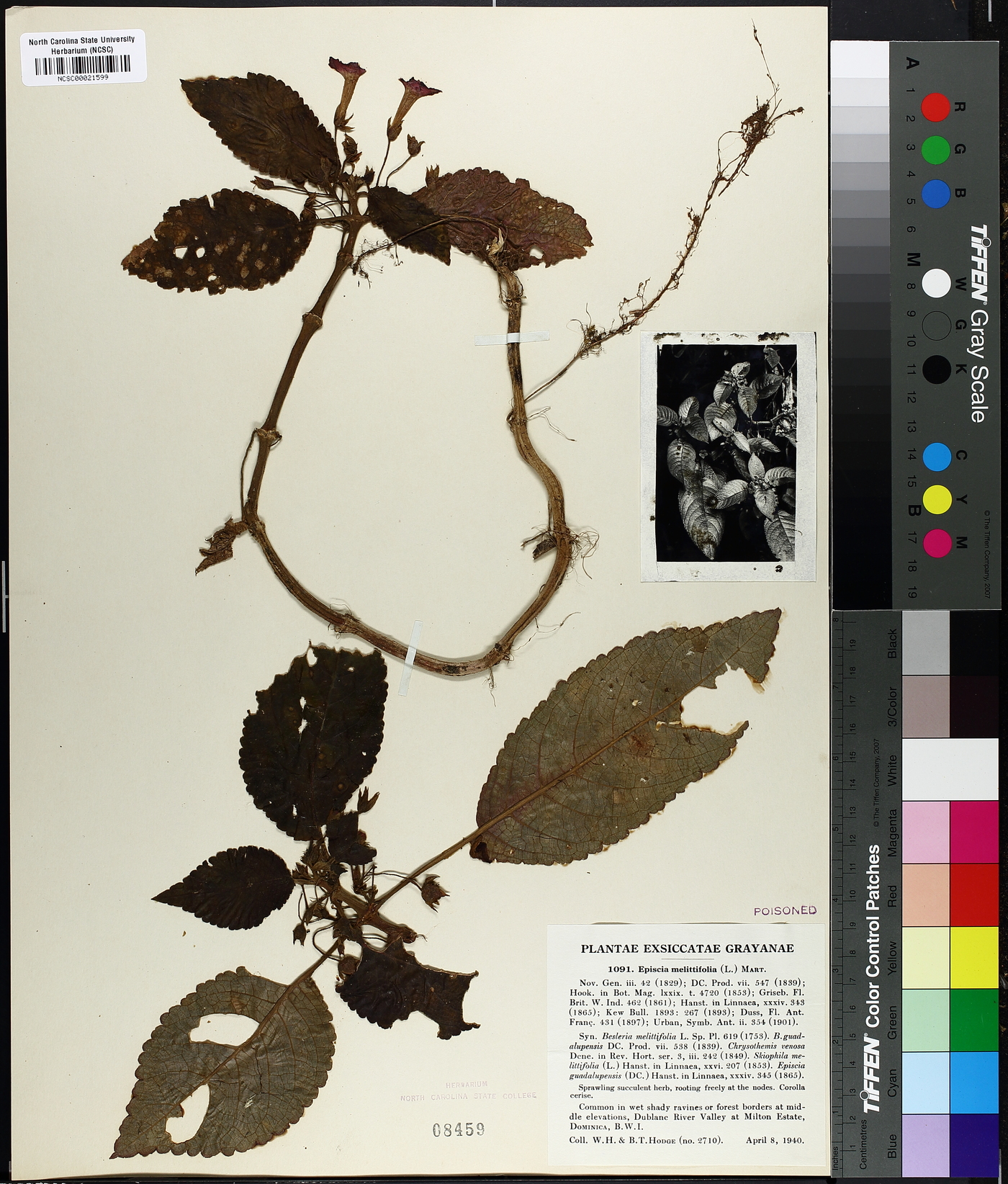 Episcia melittifolia image