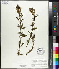 Antirrhinum latifolium image