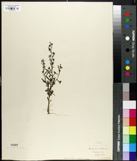 Linaria minor image