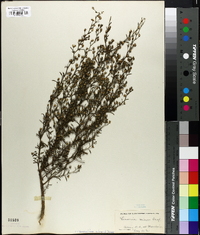 Linaria minor image