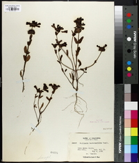 Collinsia bartsiaefolia image