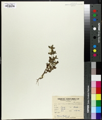Media resource of Lendneria humilis