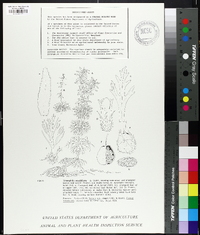 Limnophila sessiliflora image