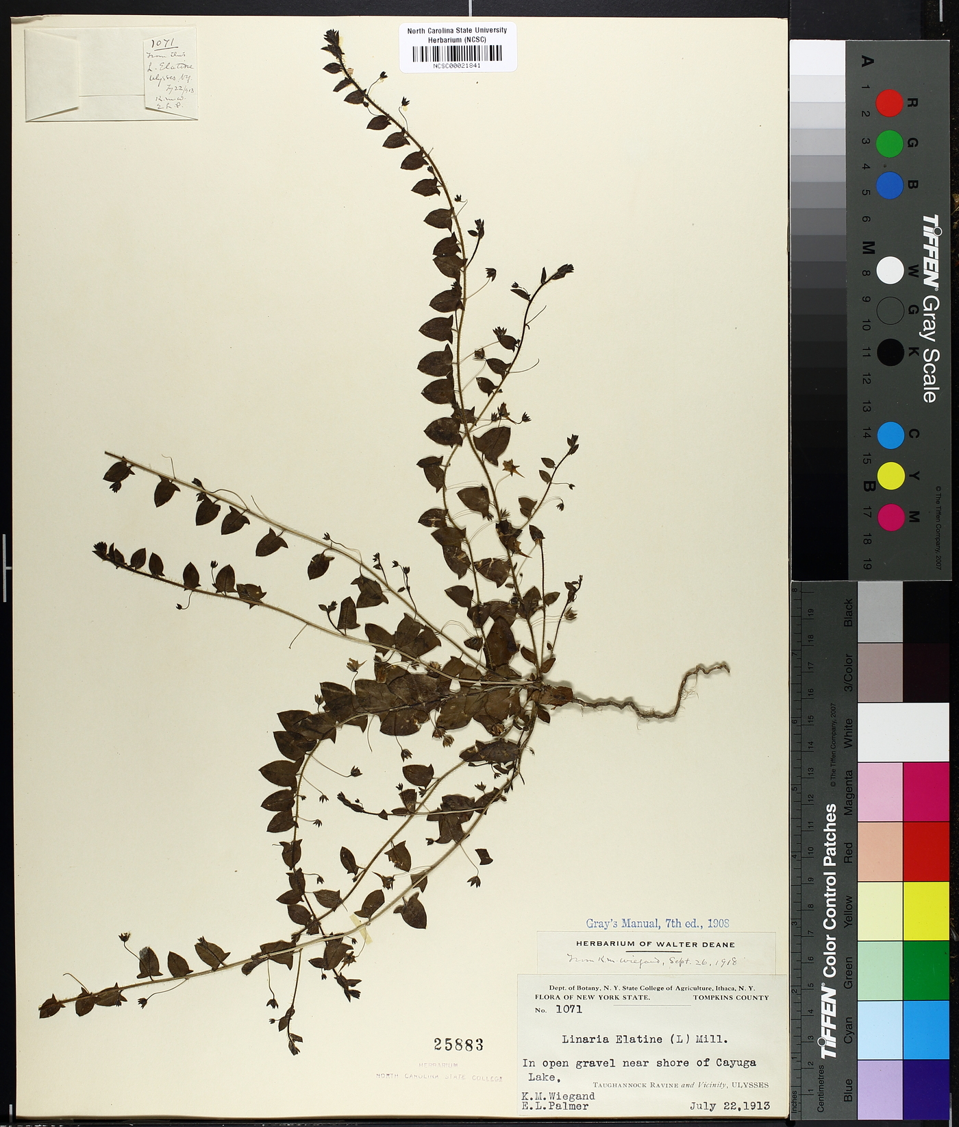 Linaria elatine image