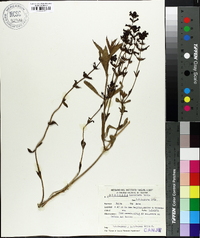 Stemodia lanceolata image