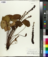 Synthyris missurica subsp. major image