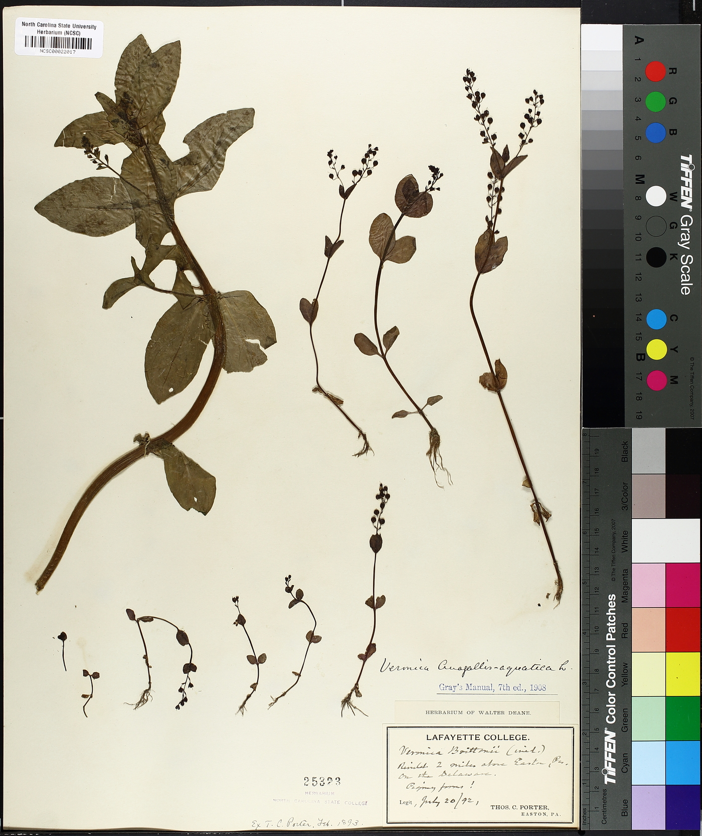 Veronica grandiflora image