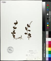 Veronica officinalis image