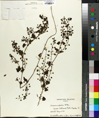 Veronica plebia image