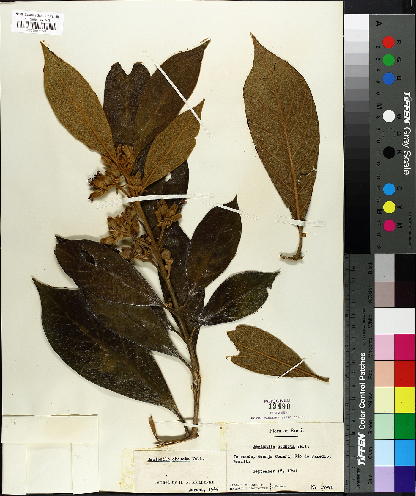 Aegiphila obducta image