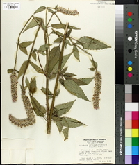 Agastache scrophulariifolia image