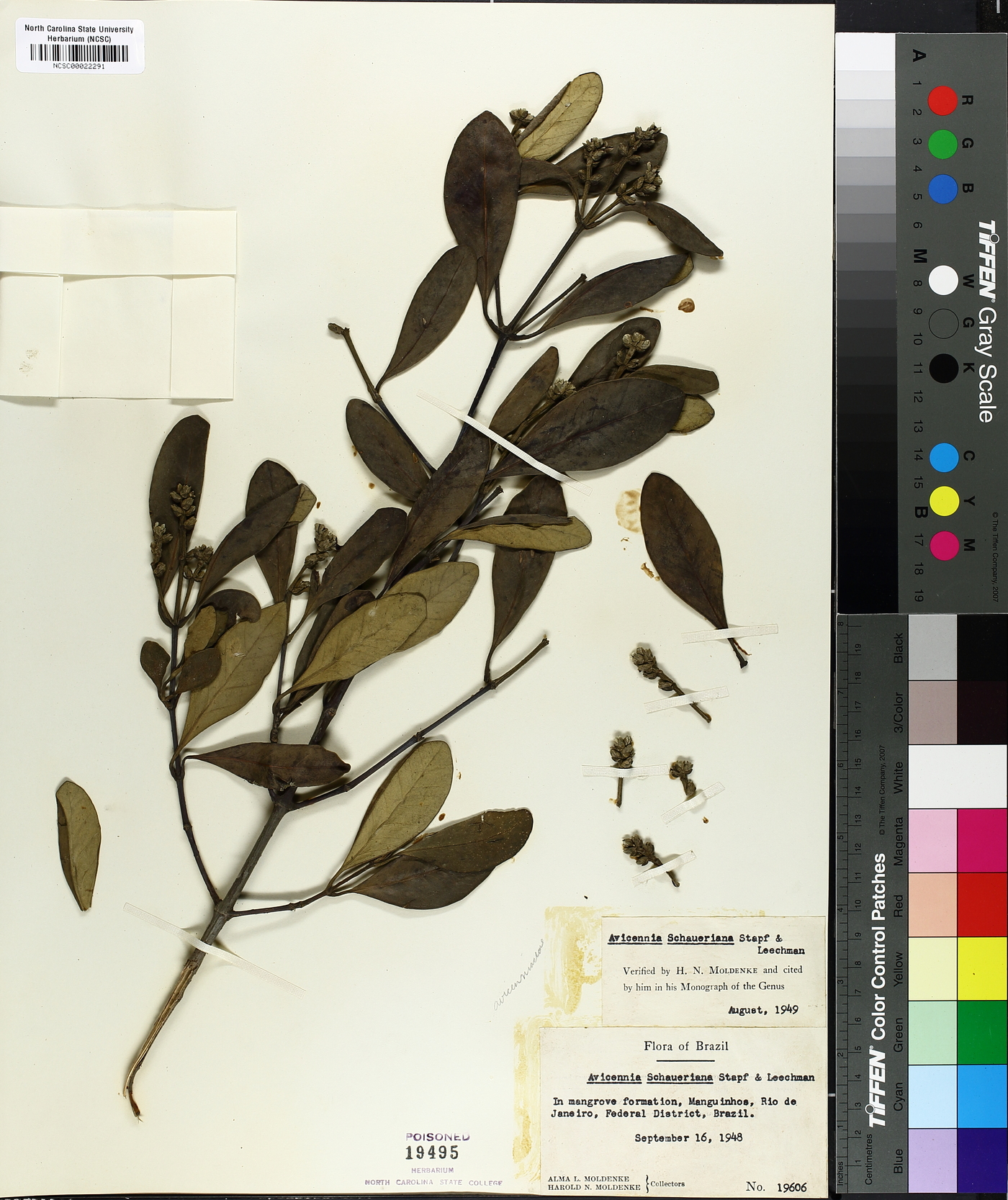 Avicennia schaueriana image