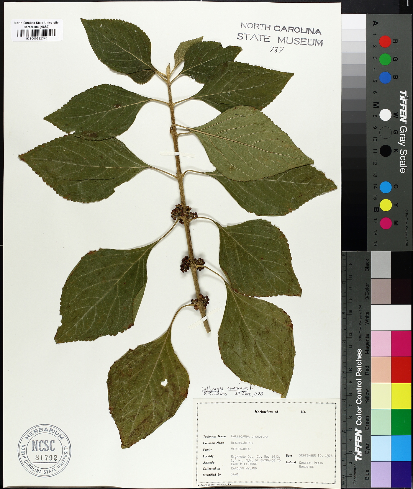 Callicarpa dichotoma image