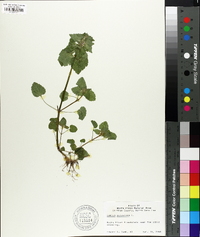 Lamium purpureum image