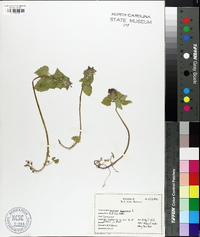 Lamium purpureum image