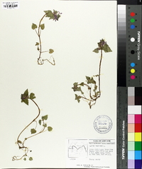 Lamium purpureum image