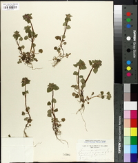 Lamium purpureum image