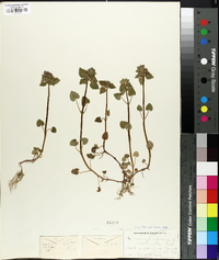 Lamium purpureum image