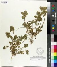 Lamium purpureum image