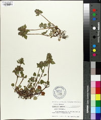 Lamium purpureum image