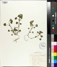 Lamium purpureum image