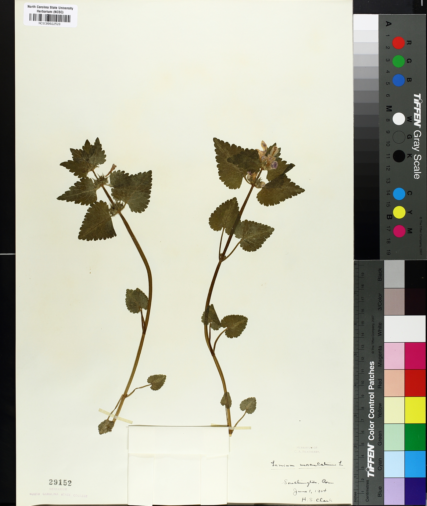 Lamium maculatum image