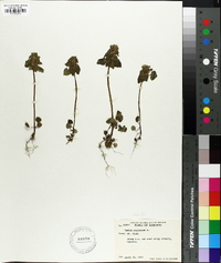 Lamium purpureum image