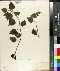 Lamium maculatum image