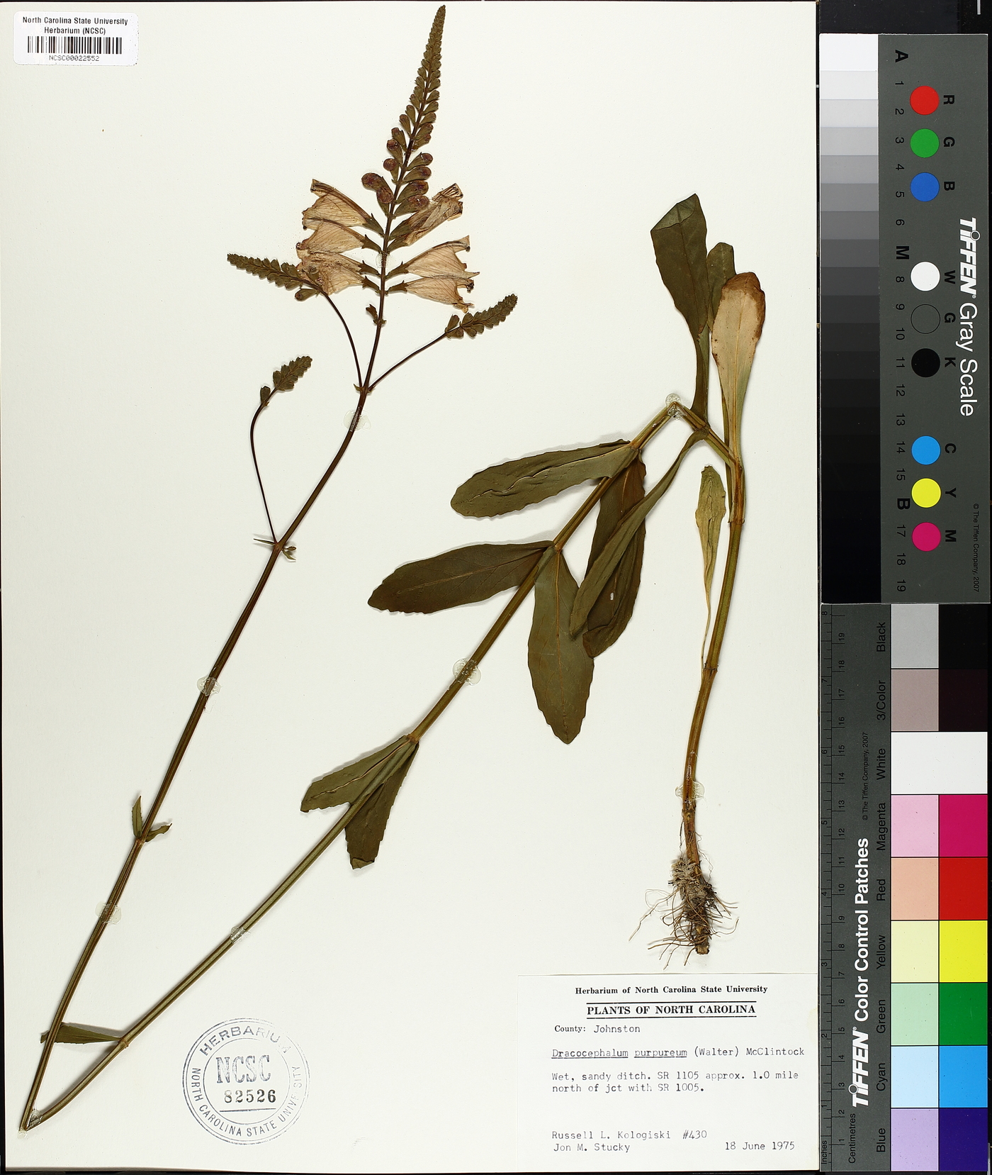 Dracocephalum purpureum image