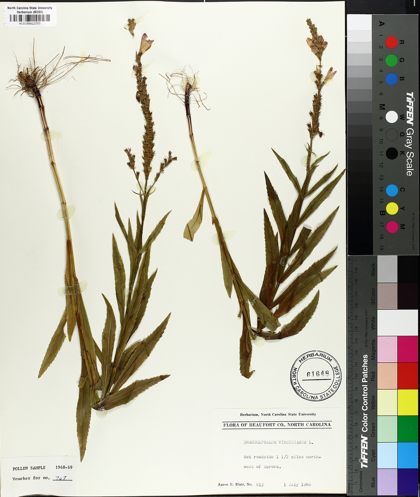 Dracocephalum virginianum image