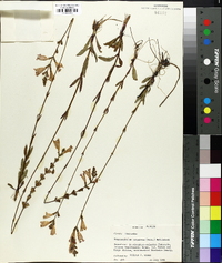 Dracocephalum purpureum image