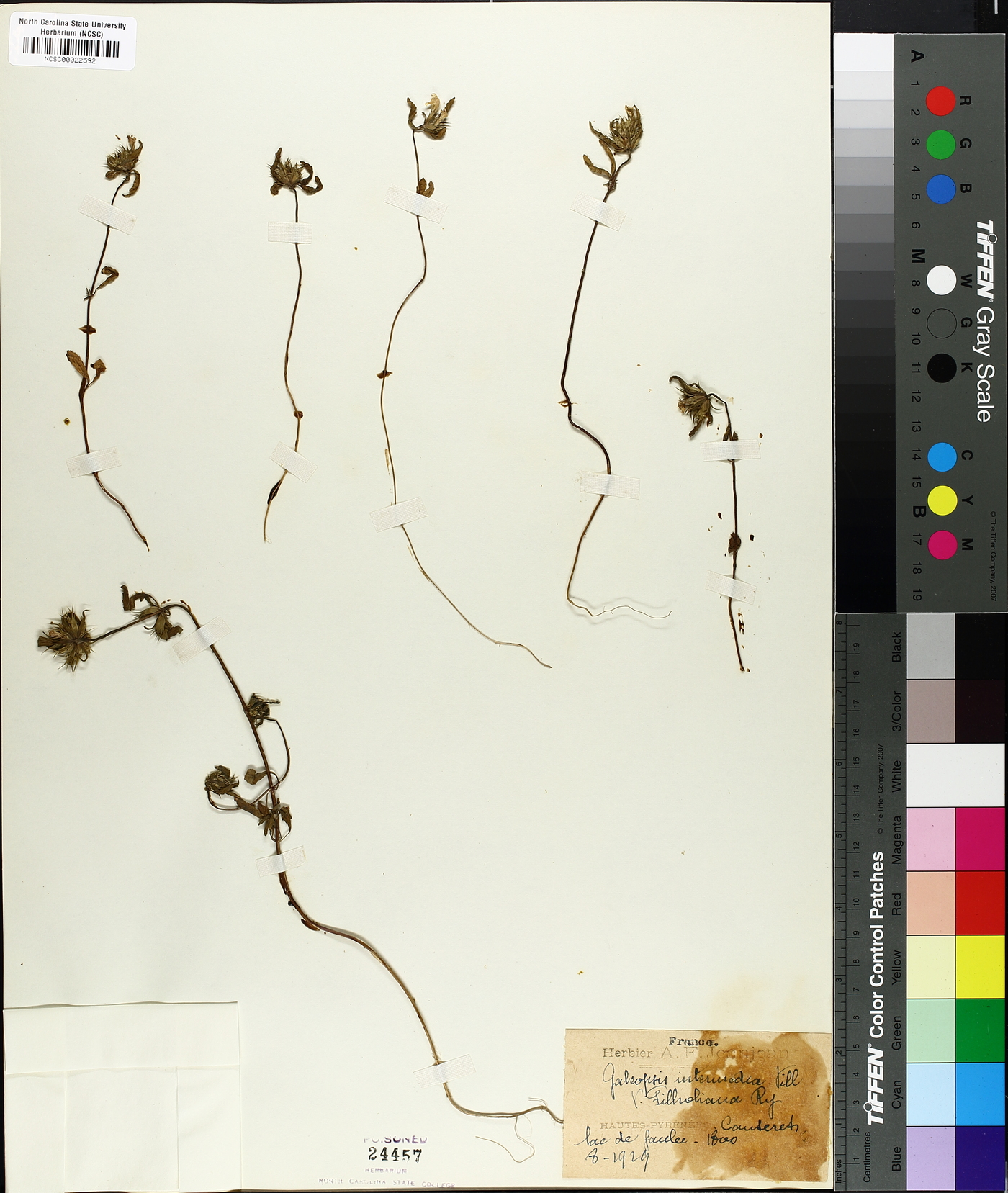 Galeopsis ladanum image