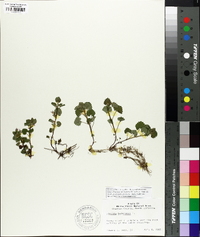Glecoma hederacea image