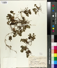 Glecoma hederacea image